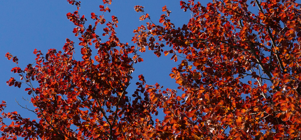 copper beach tree 2