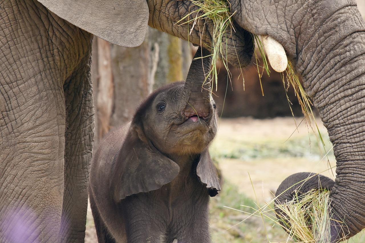 Elephant mum with baby