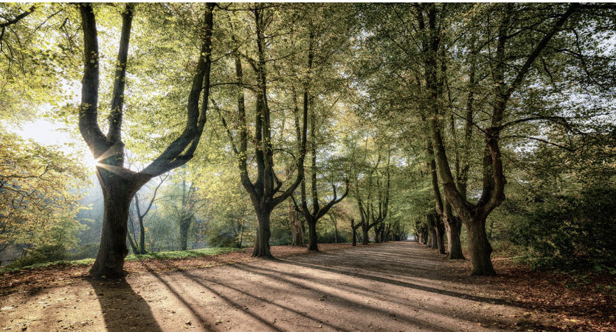 Trees casting long shadows over trail
