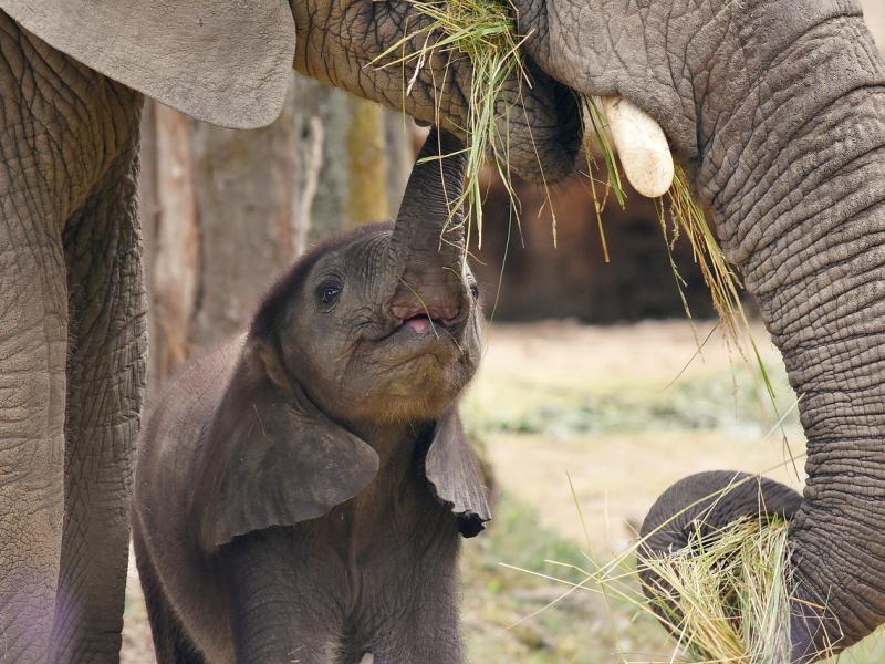 Image by azeret33 from Pixabay Elephant mum with baby